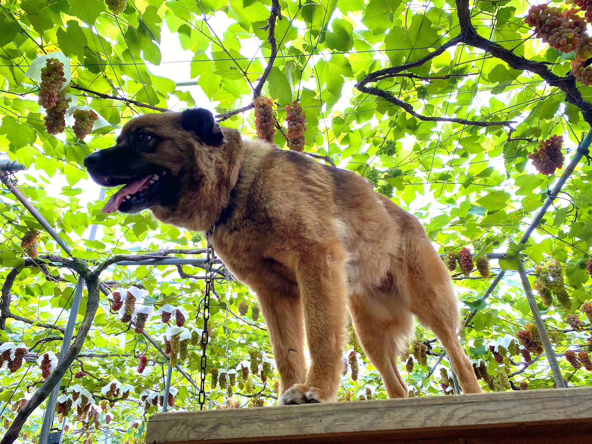 山本フルーツランド Taishi Fruits Twitter