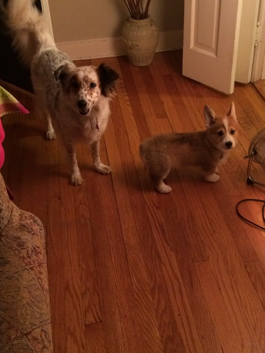 sytekmary's tweet photo. @comicsdaughter @rebeinstein The one on the right is also NOT a toy! https://t.co/3E9beCShZl