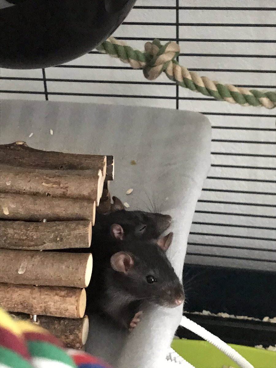 mrjupitern's tweet photo. #Raturday just sleepin' https://t.co/xiQdnTgUV4
