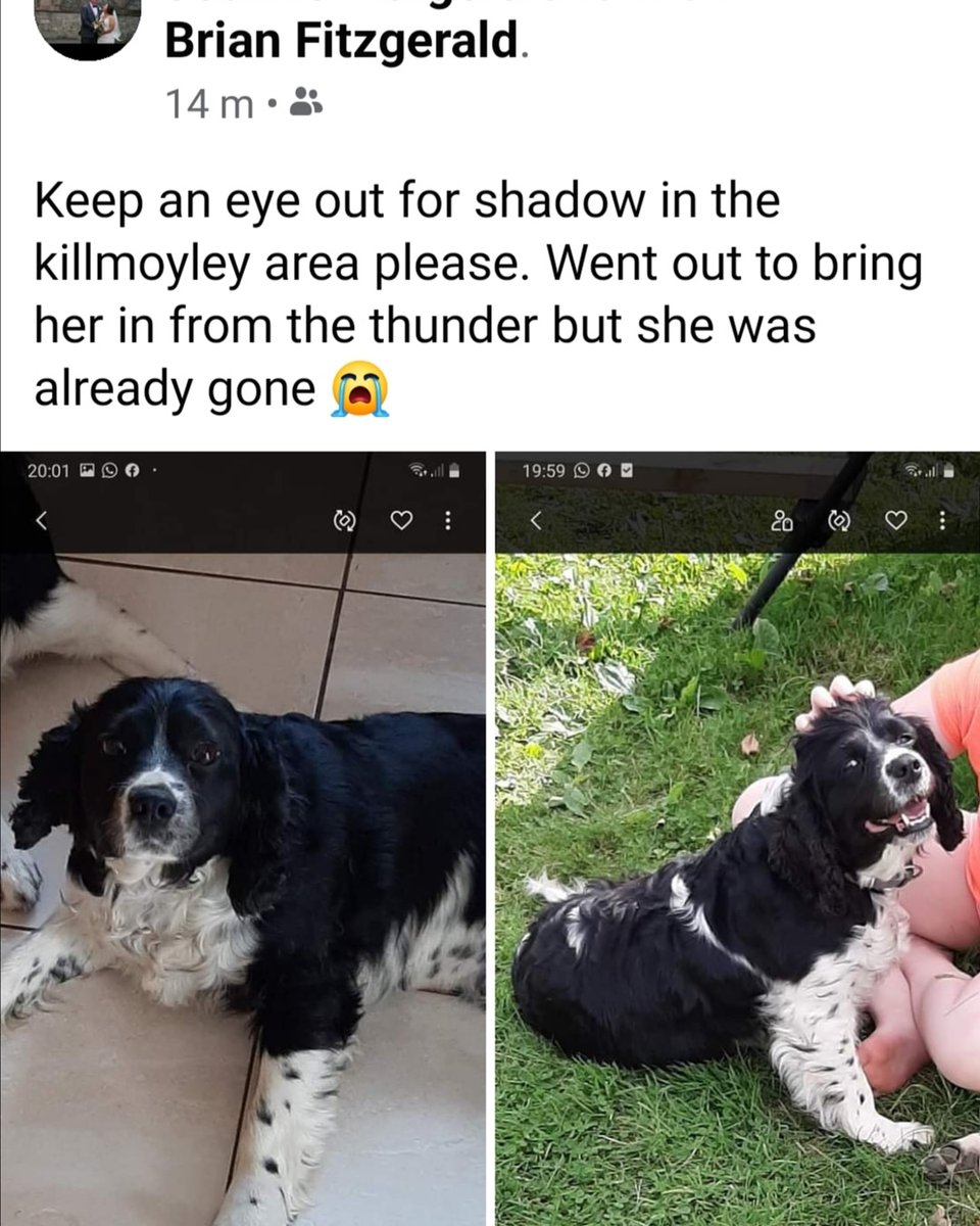 jamesfinnegan2's tweet photo. Would you please keep an eye out for Shadow in the Kilmoyley area 🐾 https://t.co/Bb68BUeak5