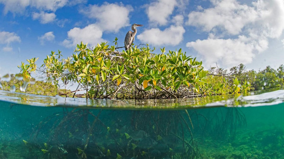 pewenvironment's tweet photo. Mangroves not only store up to 5X more carbon than other tropical forests, they’re also …
🦈habitat for a range of marine life 
🌊natural flood protection
👁️just plain beautiful to look at https://t.co/HBsamfsnzz
