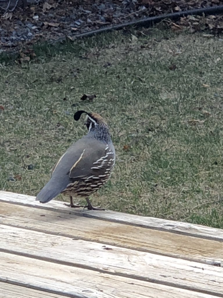 TelulaD's tweet photo. @AMNH @DanRather I have these in my backyard! I like to wait until they are under the trampoline and then charge them so they bounce their little heads when they try to fly away. Mom doesn’t let me but I am a naughty dog. https://t.co/M0J6CIfCJm