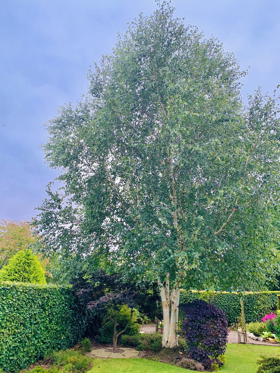 Ken White BEM tweet media