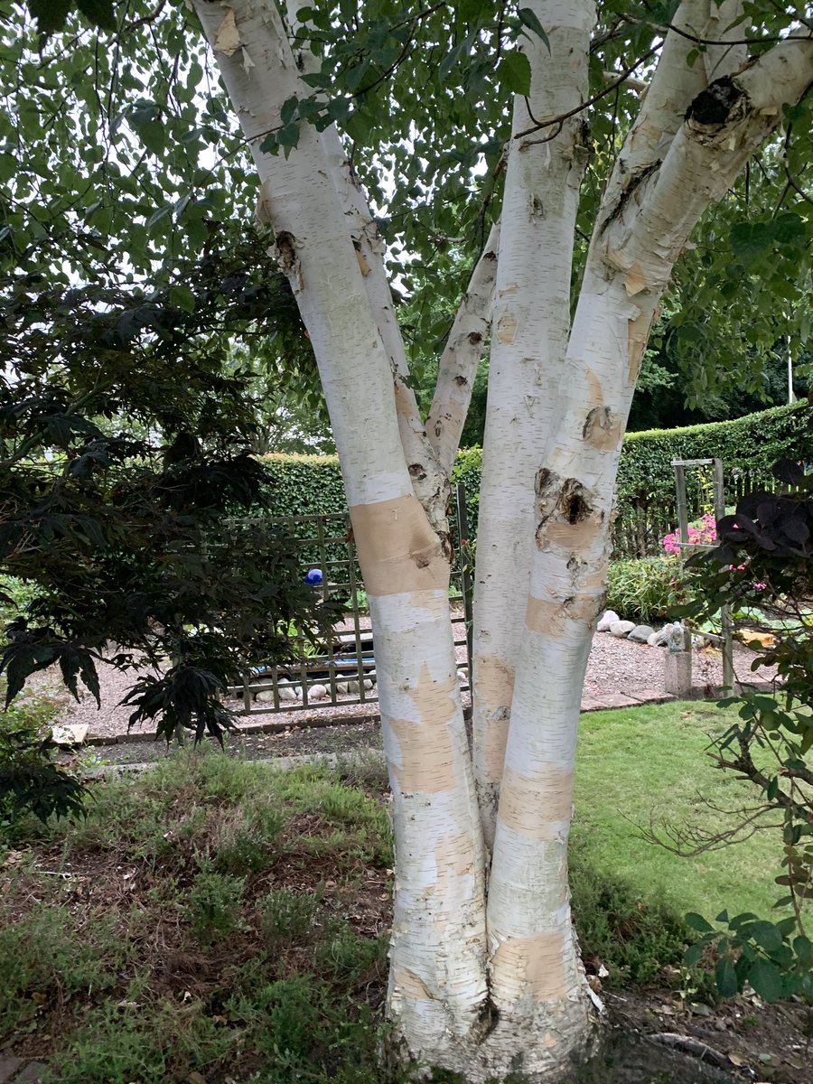 Ken White BEM tweet media