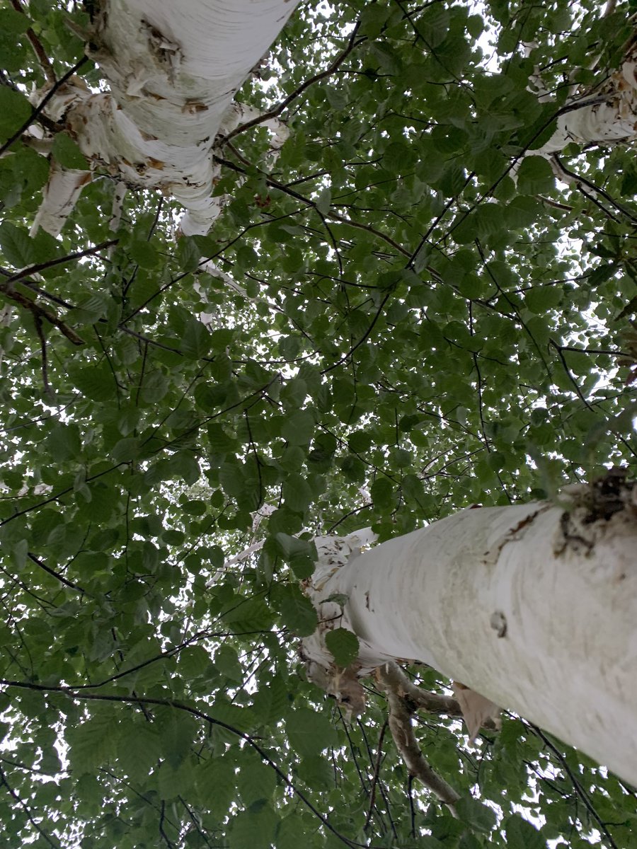 Ken White BEM tweet media