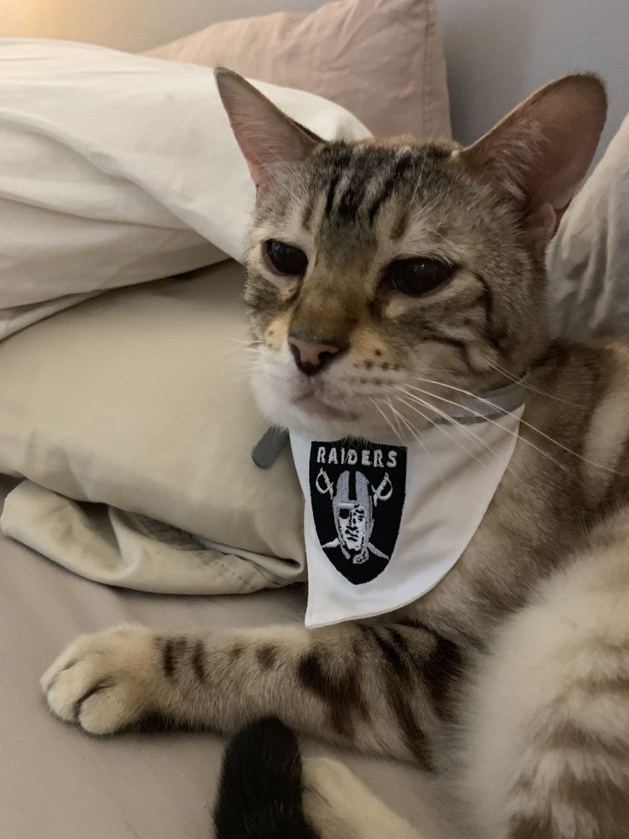 ⁦@NFL⁩ is my 19-year old bengal cat Jet a a) ⁦@nyjets⁩ fan b) ⁦@Bengals⁩ fan or c) ⁦@Raiders⁩ fan? #nflcat