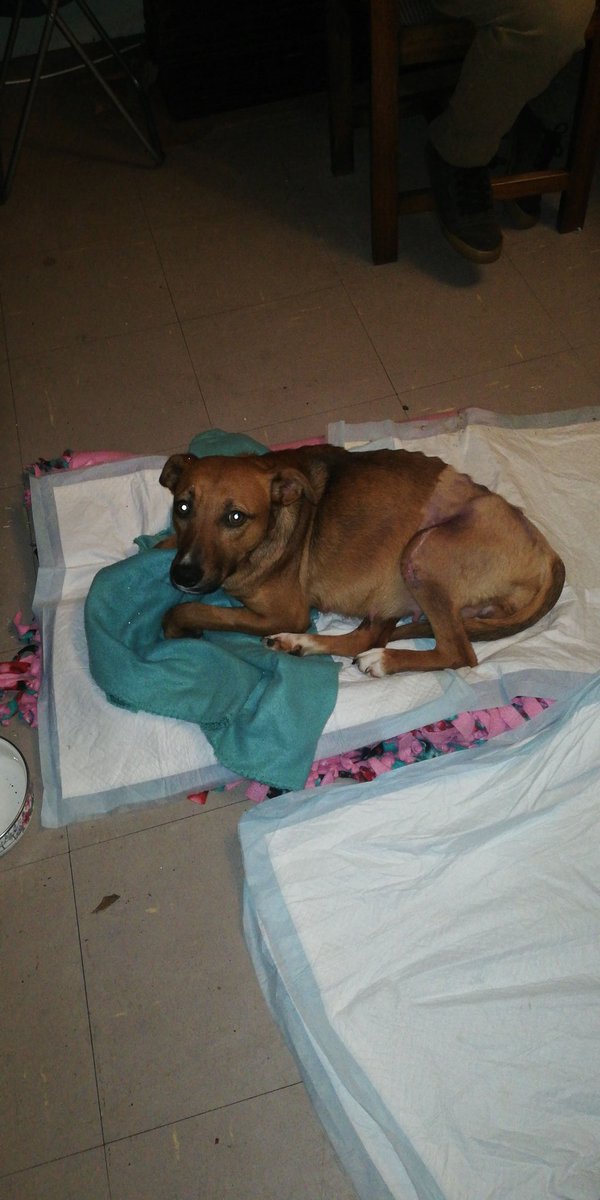 Erikita71946010's tweet photo. @GarinDiputado La rescatada que cuido, me salió con domingo 7. Después de 6 fracturas 3 operaciones y aún en recuperación será madre. 💓 Puro amor y habrá que apechugar. Senos viene cesárea ya que su pelvis está fracturada. Les presento a CHOCOLATE. https://t.co/m7flmKttLY