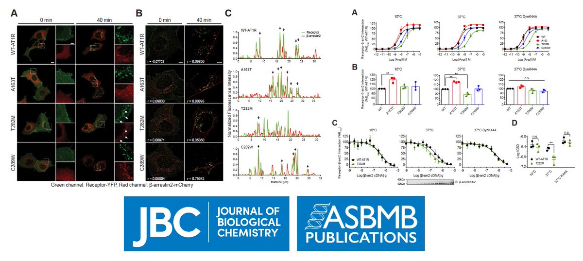 AutonomicAus's tweet photo. Angiotensin II type 1 receptor variants alter endosomal receptor–β-arrestin complex stability and MAPK activation, @McGillMed researchers, in @jbiolchem
https://t.co/oq5Bbpjd6Z
#angiotensin #angiotensinII #arrestin #MAPK #mitogen #proteinkinase #biochemistry #molecularmedicine https://t.co/xSdD5TUSL9