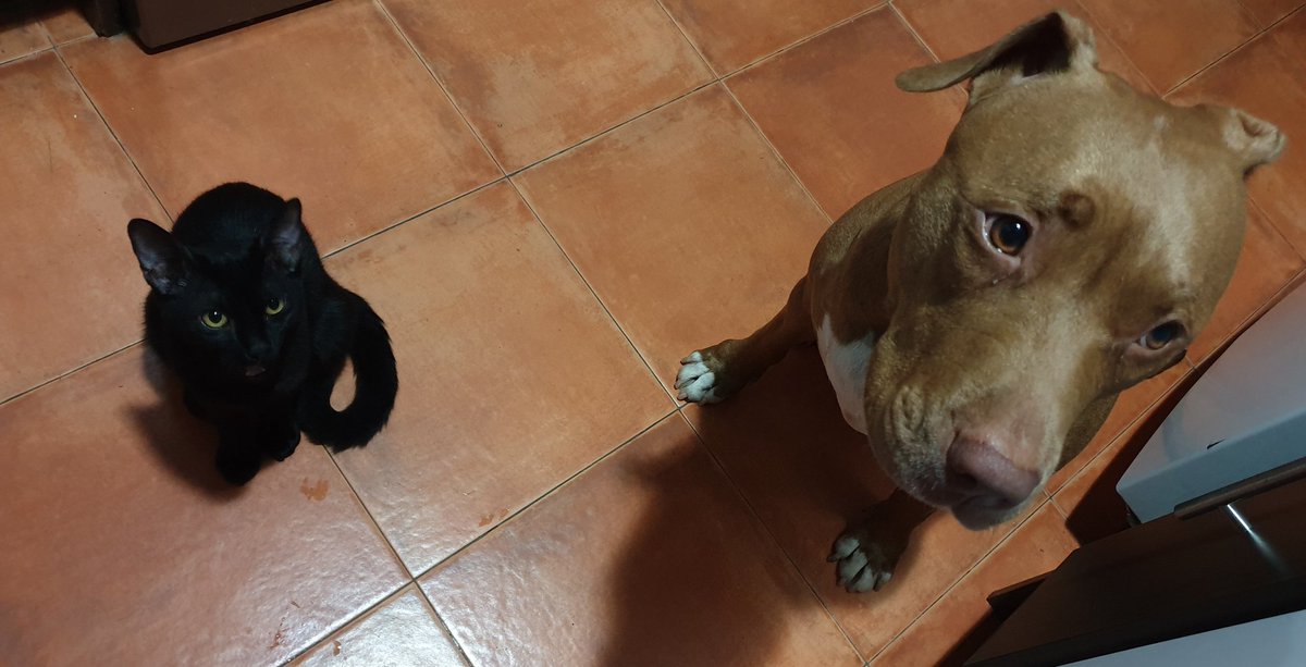 SyA06583233's tweet image. A cenaaaar! 
#ProudPitbullMom #DontBlameTheBreed #AdoptaNoCompres #AdoptaParaTodaLaVida