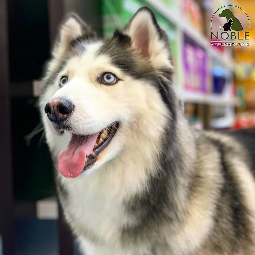🐾Did you know that dogs and cats can get sunburned and could be fatal to your pets if you don’t take the necessary precautions? 
Keep an eye out for these symptoms of heat exhaustion and heatstroke: Excessive panting, Visible tiredness, Oversleeping, Vomiting, and/or Dizziness🐾