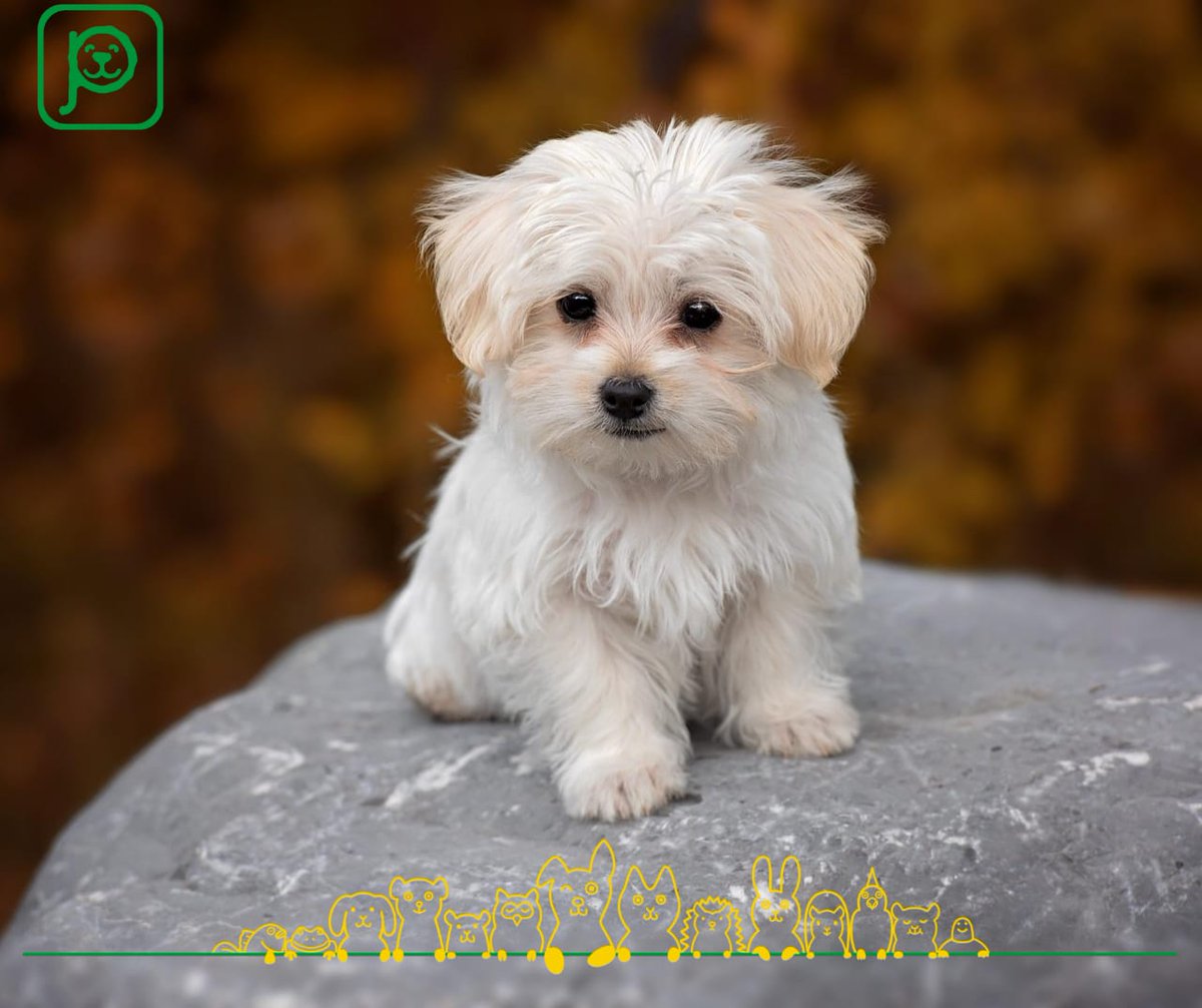 Si estás pensando en esterilizar a tu perro, es posible que te surjan ciertas dudas, en Pet-comm te dejamos un artículo dónde puedes enterarte sobre este procedimiento, solo necesitas registrarte en pet-comm.com para que así no te pierdas de nuestros #Pettips