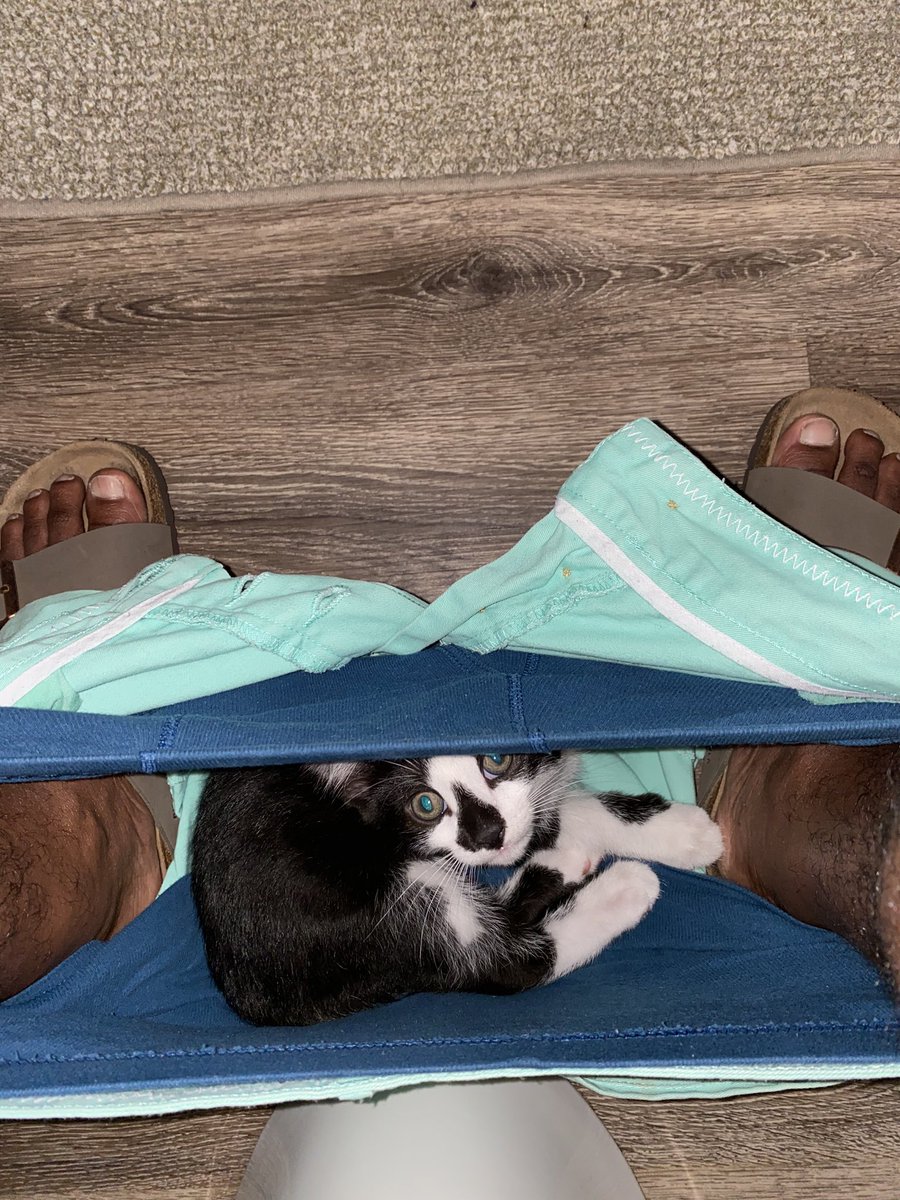 TyAllanJackson's tweet photo. Every since I got this cat there is literally nothing I can do without him getting in the way! #CatLife #Cats #Ugh #WhatTheHeck #LetMePoopInPeace https://t.co/BWPdW84vlg