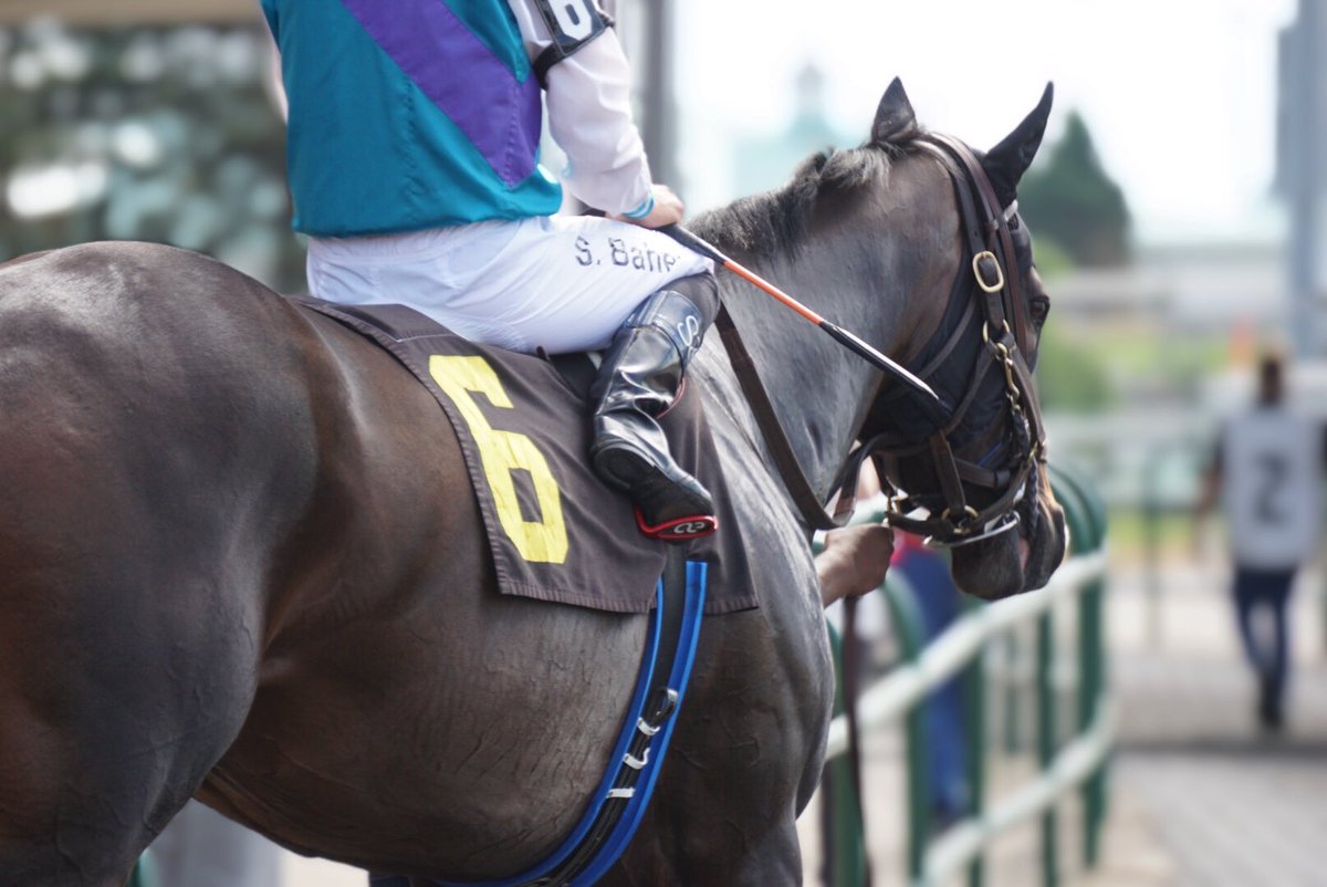 WoodbineTB's tweet photo. Ready to boldly venture. #WoOaks #GoPinkyGo https://t.co/kQ8qPLOOEj