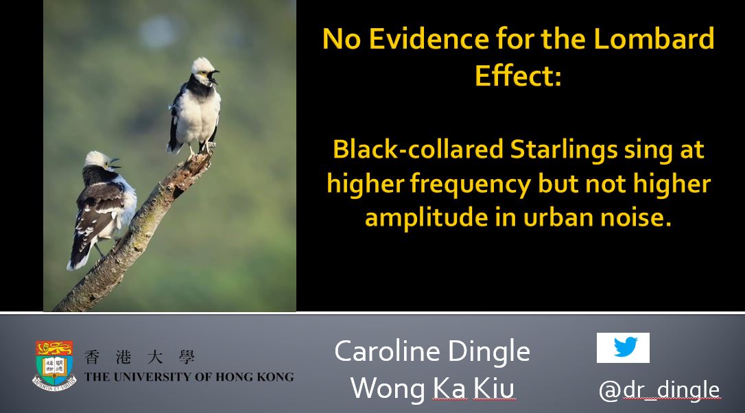 dr_dingle's tweet photo. 3:30am in Hong Kong: just gave my talk for @NAOCbirds on research done with #dinglelab undergraduate Wong Ka Kiu's on the impacts of urban noise on vocalizations of black-collared starlings. Now I've just heard the first magpie-robin calling outside...time for bed! #naoc2020 https://t.co/Ut0KkxgCtP