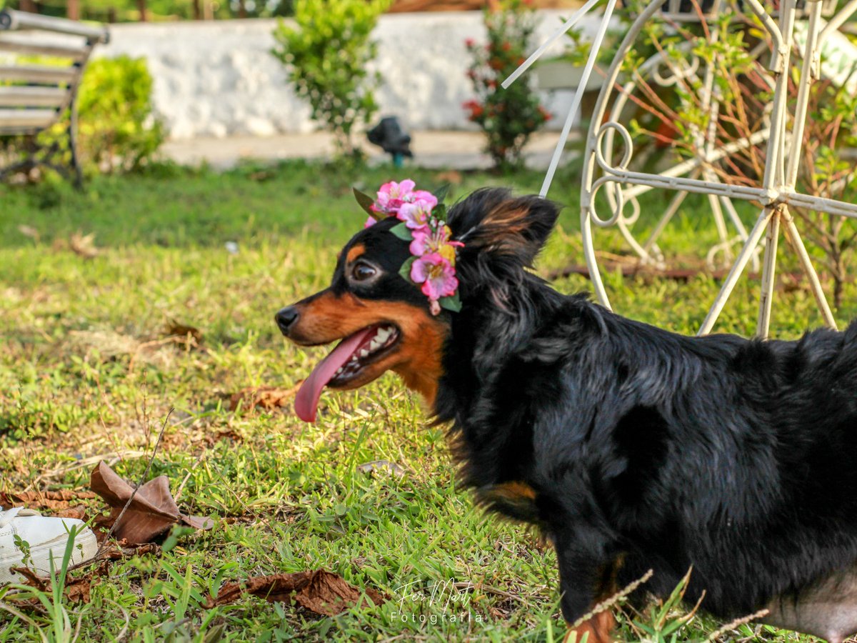 Isaac57413311's tweet photo. 💚🐾Mi Hermosa 💚 MOLLY❤️
#CuellarM https://t.co/VzGG3AhQ5A