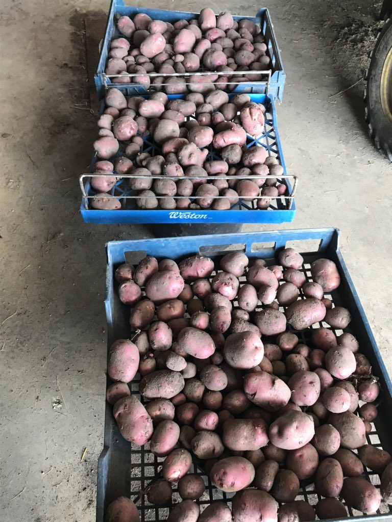 Our kids are in their 5th year of selling potatoes. If anyone is in the Turtle Lake area and needs fresh potatoes send them our way. The kids dug a bunch this morning and the digger is hooked up so can dig more if need be.