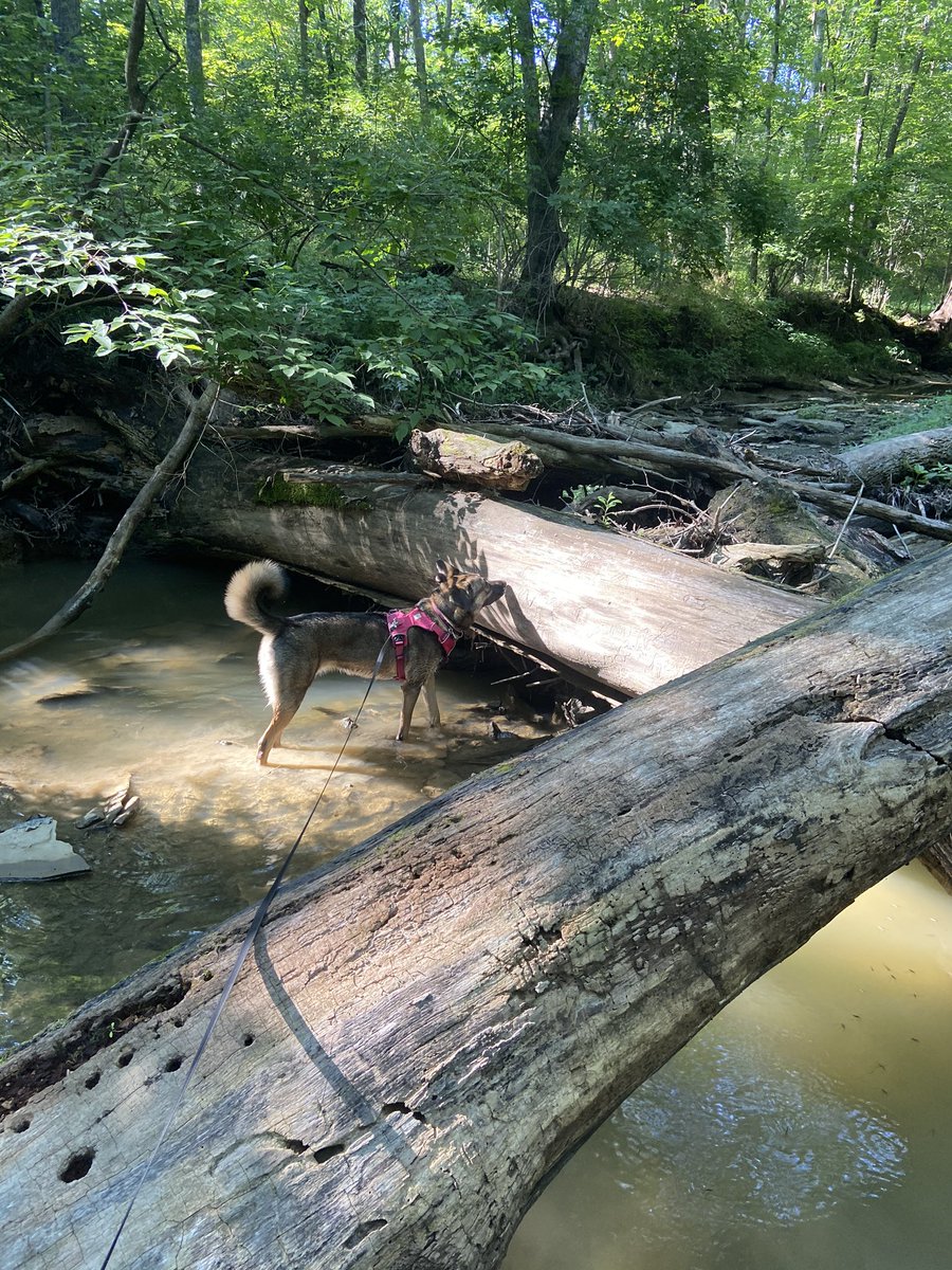 laurap2874's tweet photo. Pretty much my main jam these days. Hiking with the pup! https://t.co/HsKahm21jL