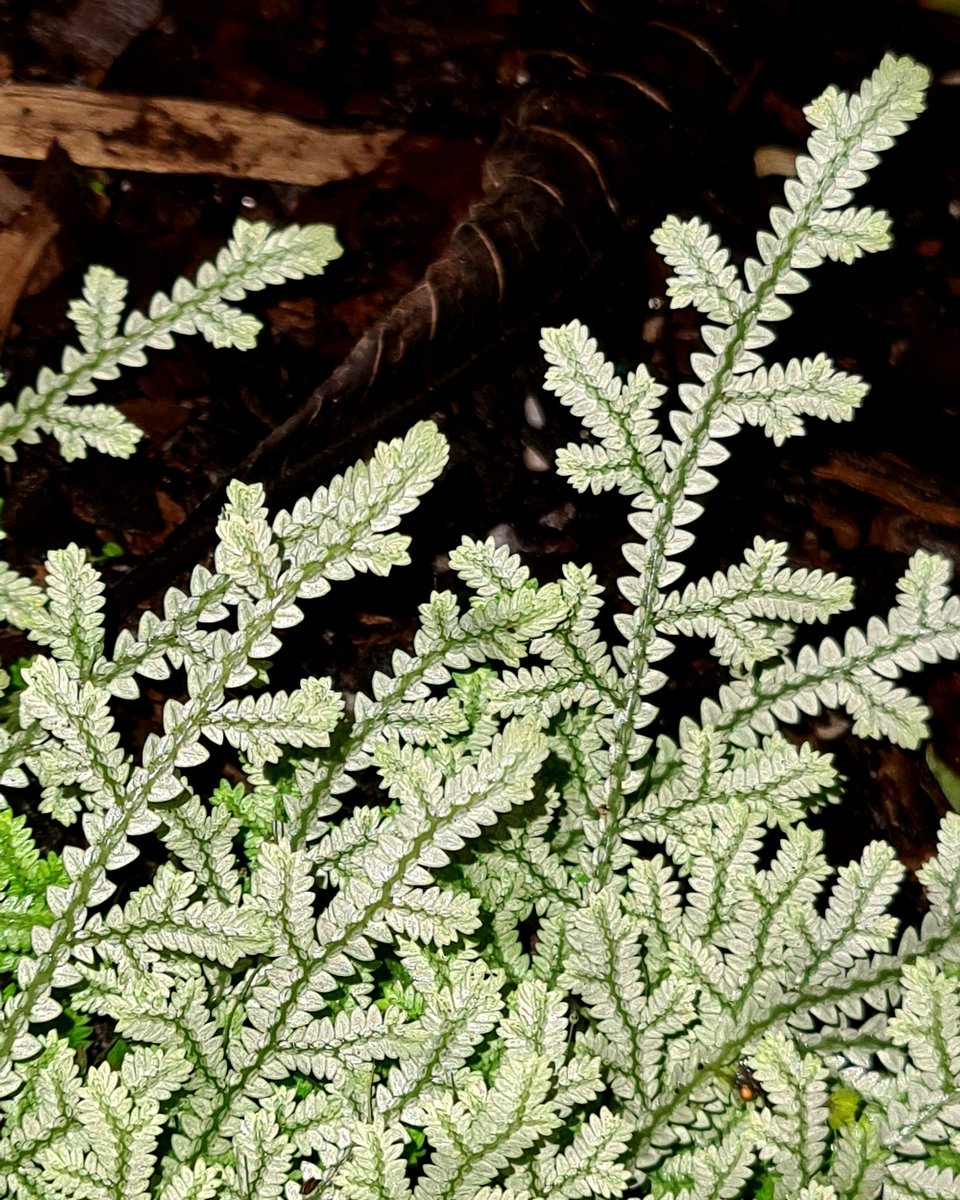 This Selaginella sp. from Sri Lanka turns silver in the evening as its chloroplasts change shape from discoid to spherical.  It is thriving in the Tropical Plant Conservatory <a href="/FairchildGarden/">Fairchild Garden</a> #PlantingMondays