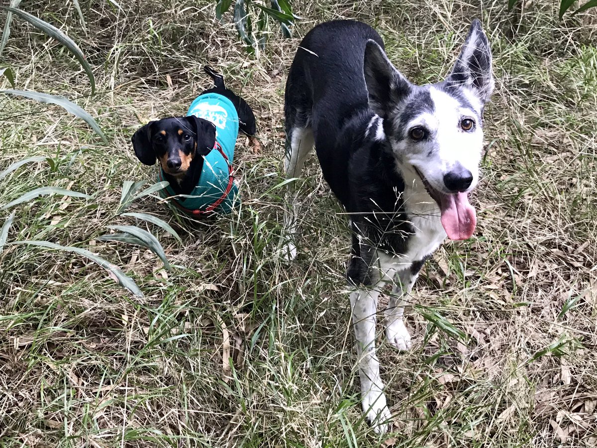 MyBoyColumbo's tweet photo. @FrecklesXX20 @honorayork2 @BaculumKing @msamson56 @JoLouiseJordan 😊😊 yes we had a panda. She’d been a shelter dog for 10 year when we adopted her... gave her thirteen months of a home life before we lost her to cancer... the cbd oil helped her to relax (you can imagine she was quite institutionalized) 😘 https://t.co/JrML0mblU1