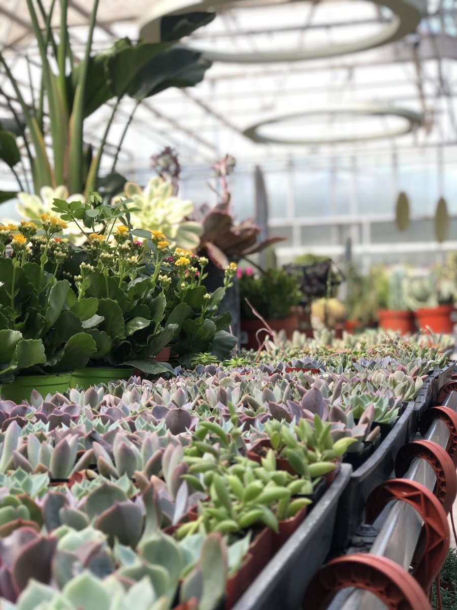 SWGardenCenter's tweet photo. New Shipment of Houseplants! We’ve got more succulents, cacti, and tons of new tropicals too! https://t.co/FWuKUJbojS