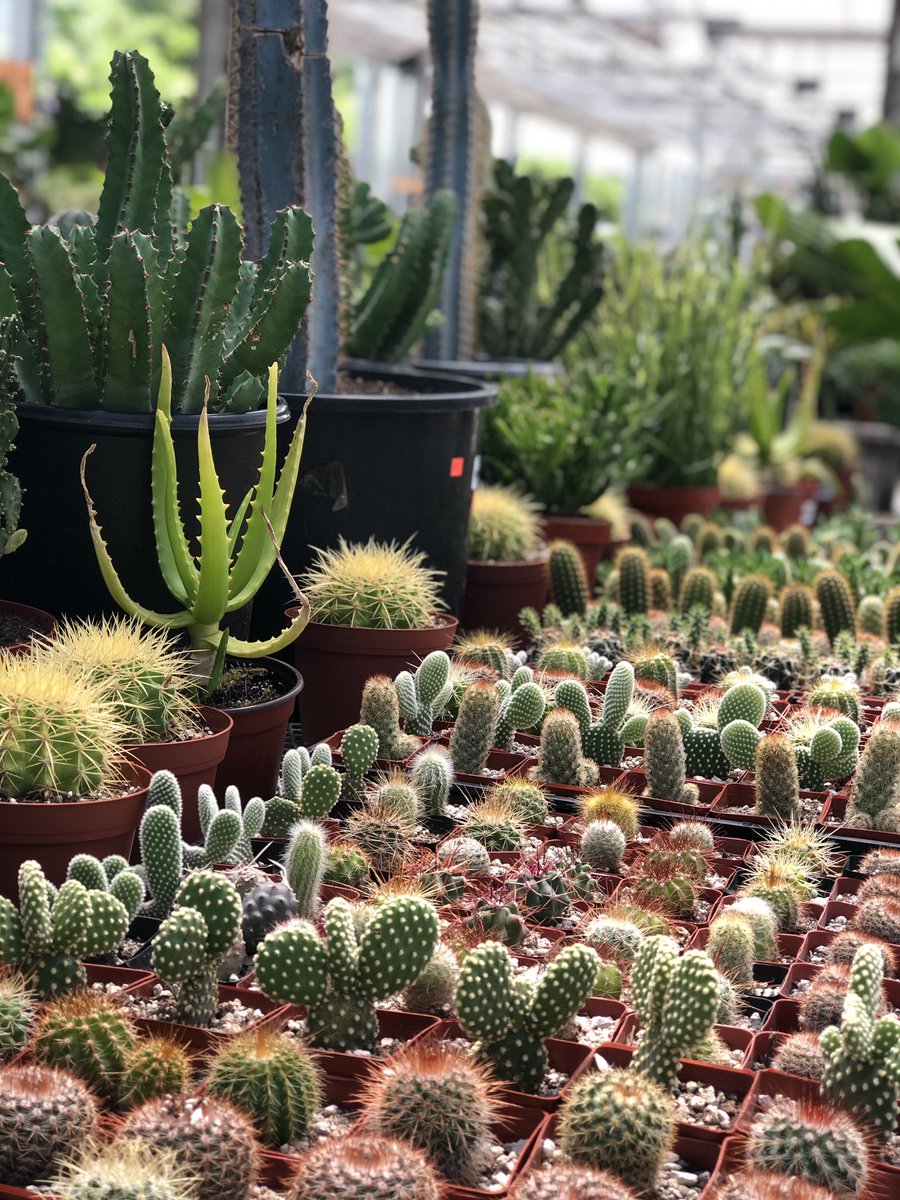 SWGardenCenter's tweet photo. New Shipment of Houseplants! We’ve got more succulents, cacti, and tons of new tropicals too! https://t.co/FWuKUJbojS