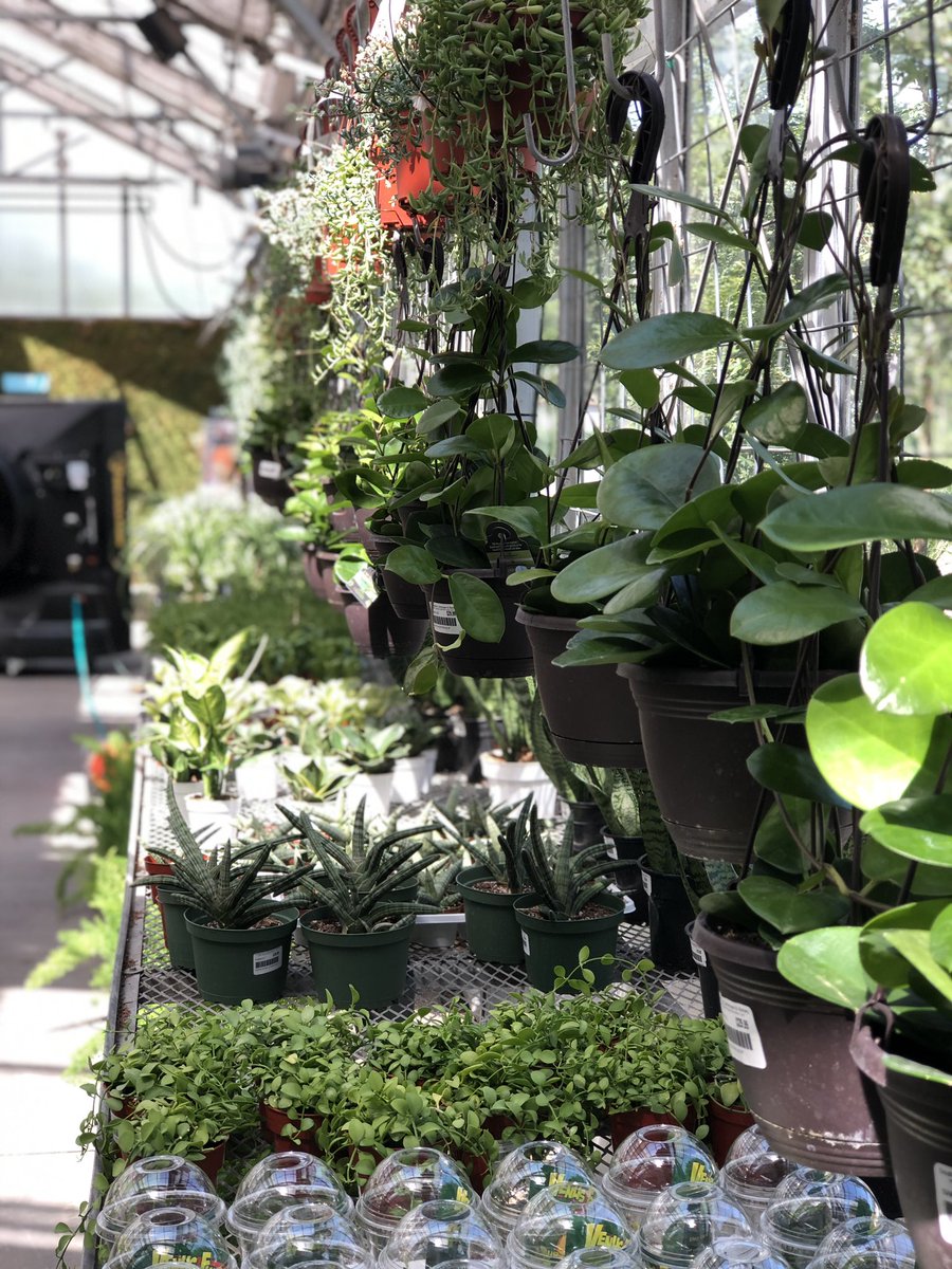 SWGardenCenter's tweet photo. New Shipment of Houseplants! We’ve got more succulents, cacti, and tons of new tropicals too! https://t.co/FWuKUJbojS
