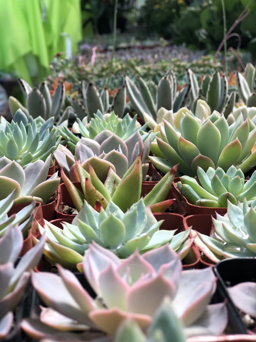SWGardenCenter's tweet photo. New Shipment of Houseplants! We’ve got more succulents, cacti, and tons of new tropicals too! https://t.co/FWuKUJbojS