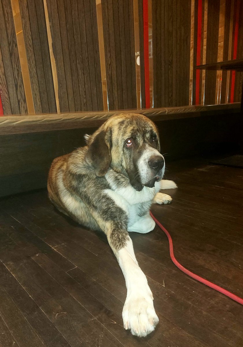 AlvaroViiery's tweet photo. #larocabilbao 
Oh my dog! https://t.co/diQge4fsMH
