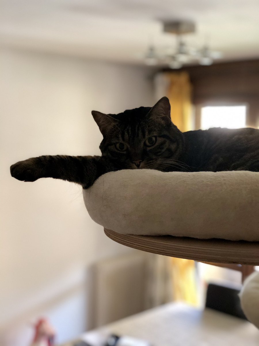 i was a cat in my past life