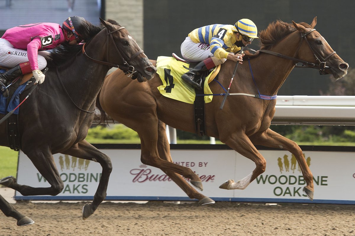 WoodbineMayotte's tweet photo. Third time’s a charm for Bold Venture champ Pink Lloyd: https://t.co/UE6ijwofvV (Michael Burns Photos) #BetWoodbineTB #GoPinkyGo https://t.co/CY7uwUgOf8