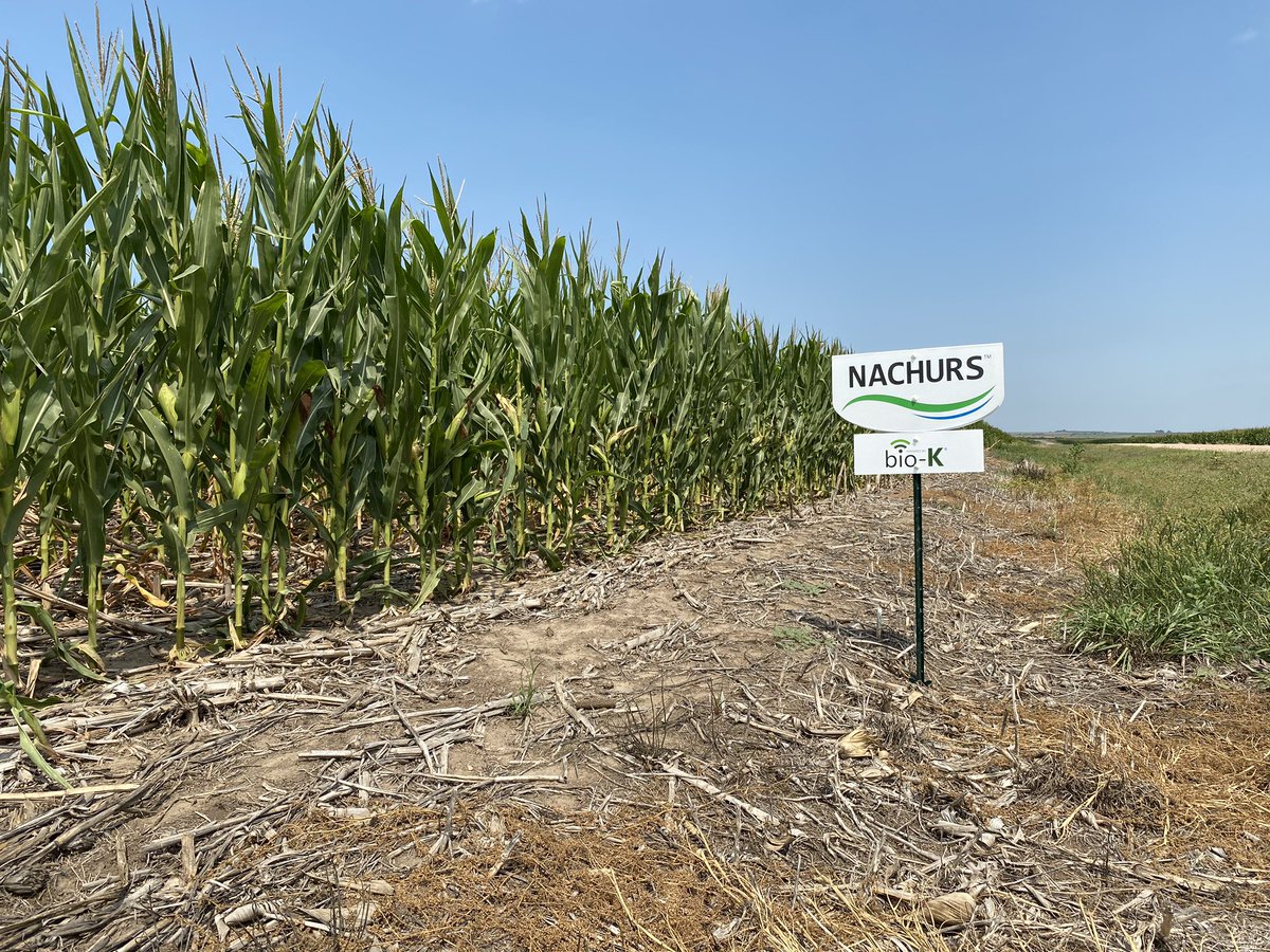 AaronWeismann1's tweet photo. #Nachurs Bio-K lineup gives plants the nutrient efficiency they need to produce yield even in tough situations. Southwest NE needs some rain but still looking good! @NACHURS https://t.co/q230zpGWjJ