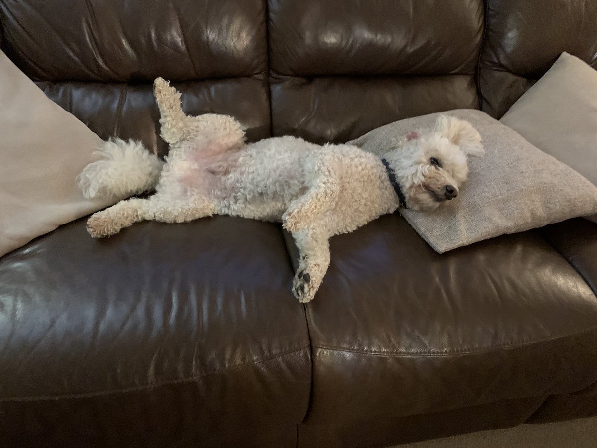superscatty's tweet photo. Oh Bailey you make me laugh https://t.co/pWdN72U1ya