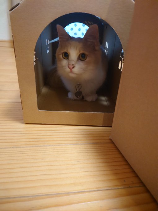 迷子犬をマイクロチップでの探し方どうやる Gps追跡や居場所検索できる 今週のペルル店長
