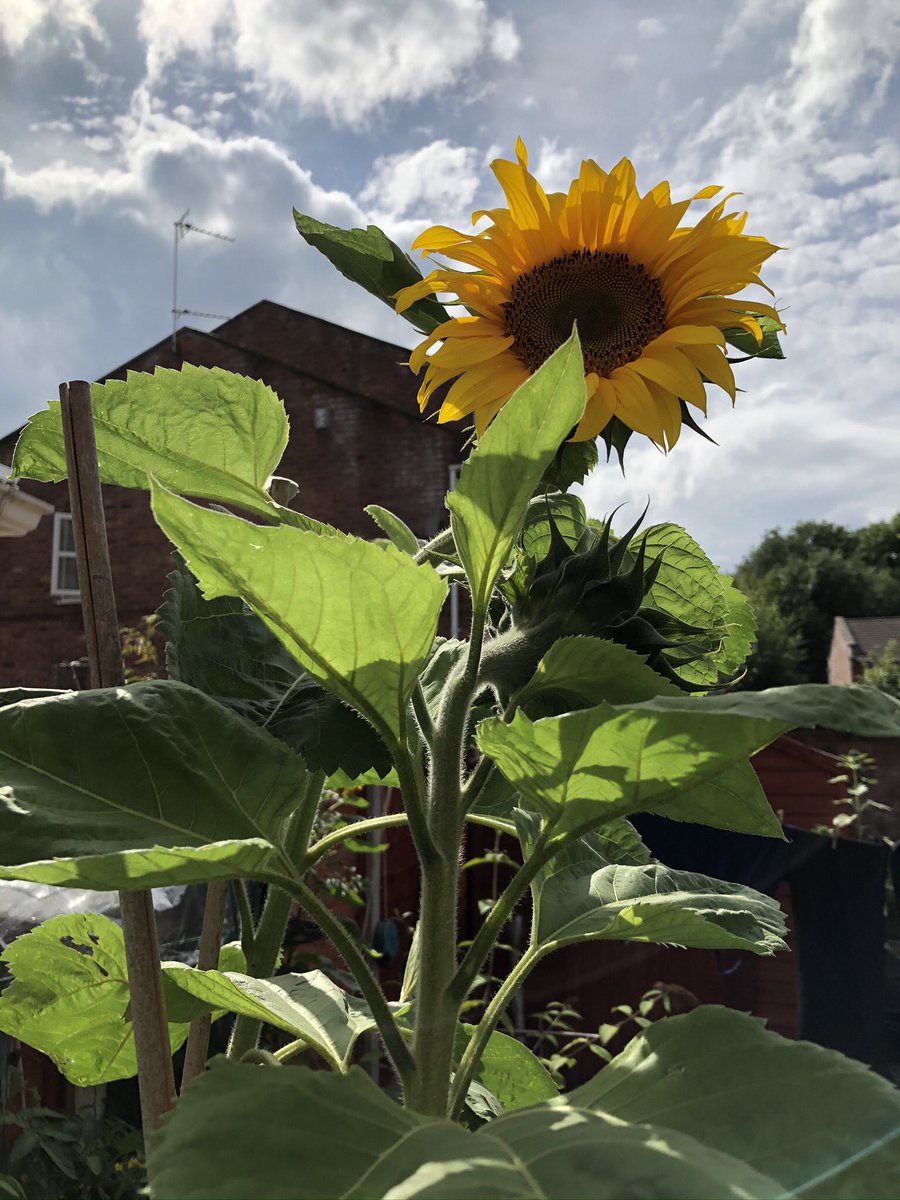 Ranson_PJ's tweet photo. Day 15 #WeActiveChallenge #AHPsActive #NursesActive Lower step count again but 274 miles driven back from the beautiful South Devon Coast to a Sunny Manchester π #Packingandunpacking #WateringNotSwimmingTonight #ThankYou @Ranson02 @EJRanson @Jmr_906 https://t.co/g8SUyBpsP7