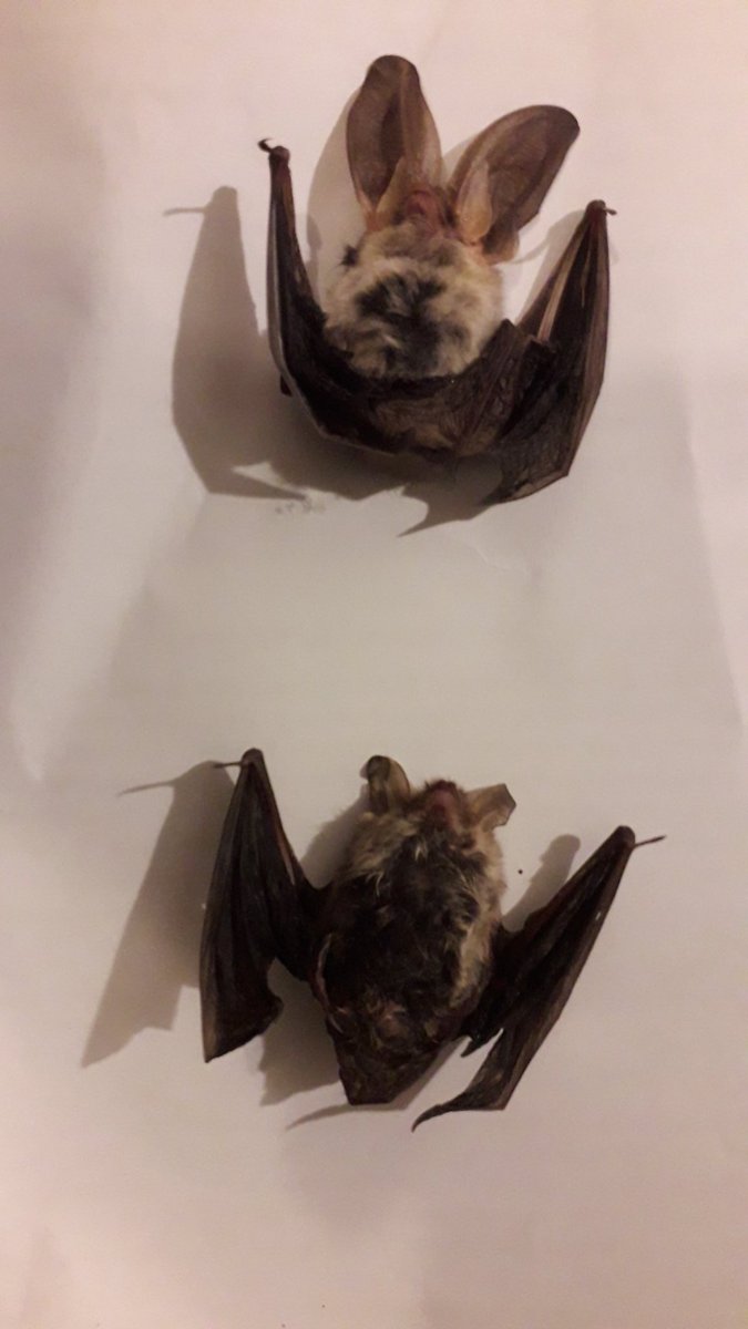 whitepeakrunner's tweet photo. Picked up a couple of dead bats from a friend at Warren Carr whose cat has become too efficient. Advice given to keep cat in at night. One is obviously #Brownlongeared the other is keying out to #Brandts bat on tragus shape and forearm length.
@derbyshirebats
@_BCT_ https://t.co/Z6nvhU5vto