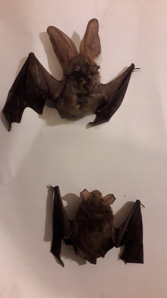 whitepeakrunner's tweet photo. Picked up a couple of dead bats from a friend at Warren Carr whose cat has become too efficient. Advice given to keep cat in at night. One is obviously #Brownlongeared the other is keying out to #Brandts bat on tragus shape and forearm length.
@derbyshirebats
@_BCT_ https://t.co/Z6nvhU5vto