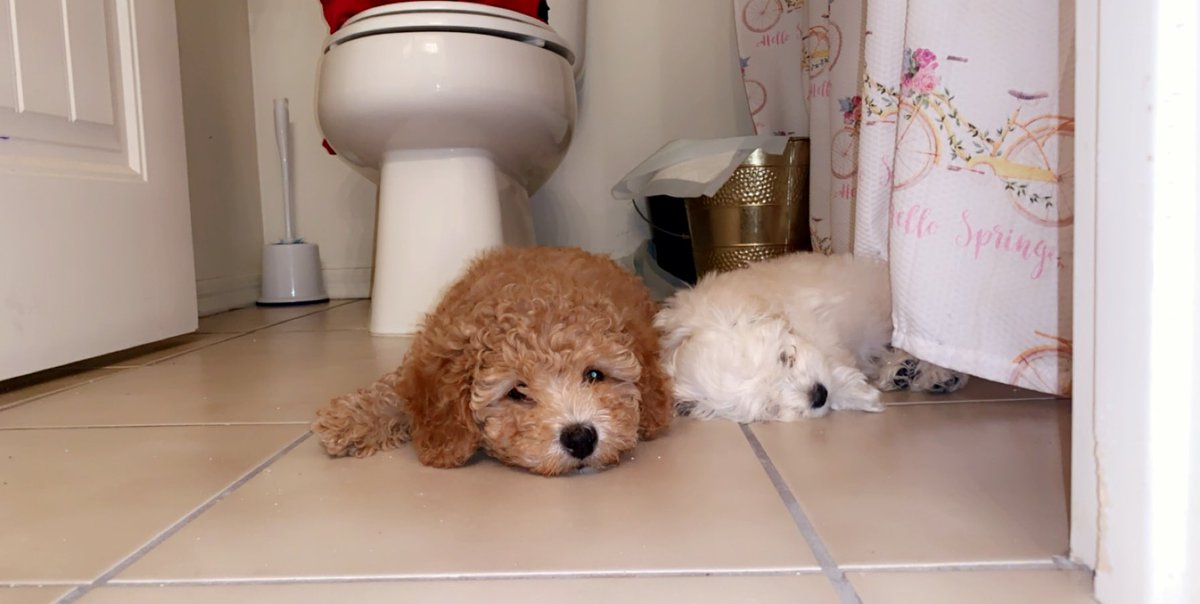 my babies said 🥺🥺