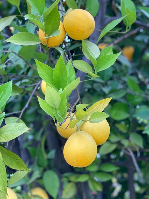So much yellow!
#bloomingnow #summergardens #yellow