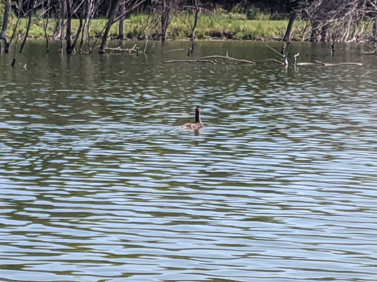 PeteInPublic's tweet photo. It feels weird, like kayaking through a forest, but the wildlife is beautiful. #kayaking #PrairieQueen https://t.co/Yeg2or9ma9