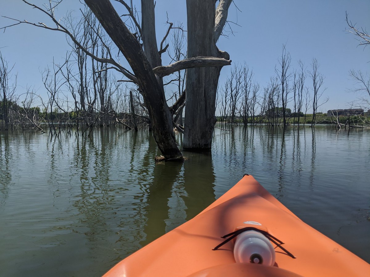 PeteInPublic's tweet photo. It feels weird, like kayaking through a forest, but the wildlife is beautiful. #kayaking #PrairieQueen https://t.co/Yeg2or9ma9