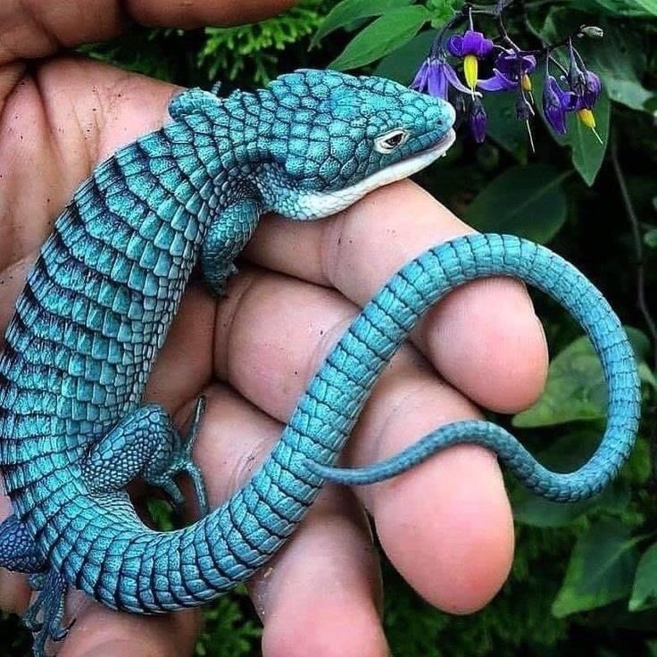 sofiabiologista's tweet photo. The Mexican Alligator Lizard (Abronia graminea), also known as the Green Arboreal Alligator Lizard, is an endangered species of lizard endemic to the Sierra Madre Oriental highlands of Mexico. 📸 Matthieu Berroneau • Matthijs Kuijpers https://t.co/EU2gxcbjIt