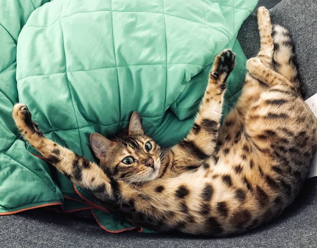 kinusonio's tweet photo. Do you want to use my chair?  just now?

#bengal_cats #bengal #cat #bengalcat_lovers https://t.co/NRSYBn27sJ https://t.co/Di8arQkJZ9