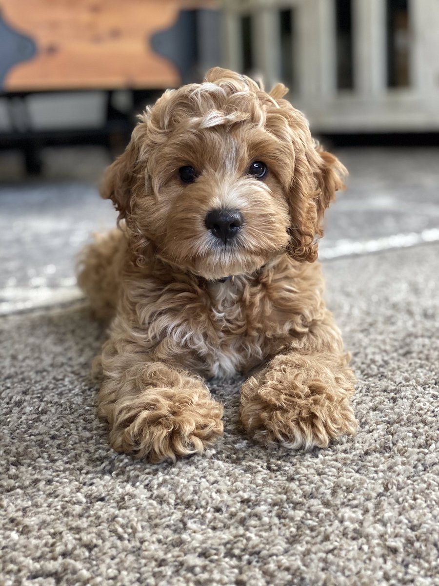 myrandajean13's tweet photo. I can’t stop taking pics of my puppy so imma just leave these here 🥺 https://t.co/yCRlipSktH