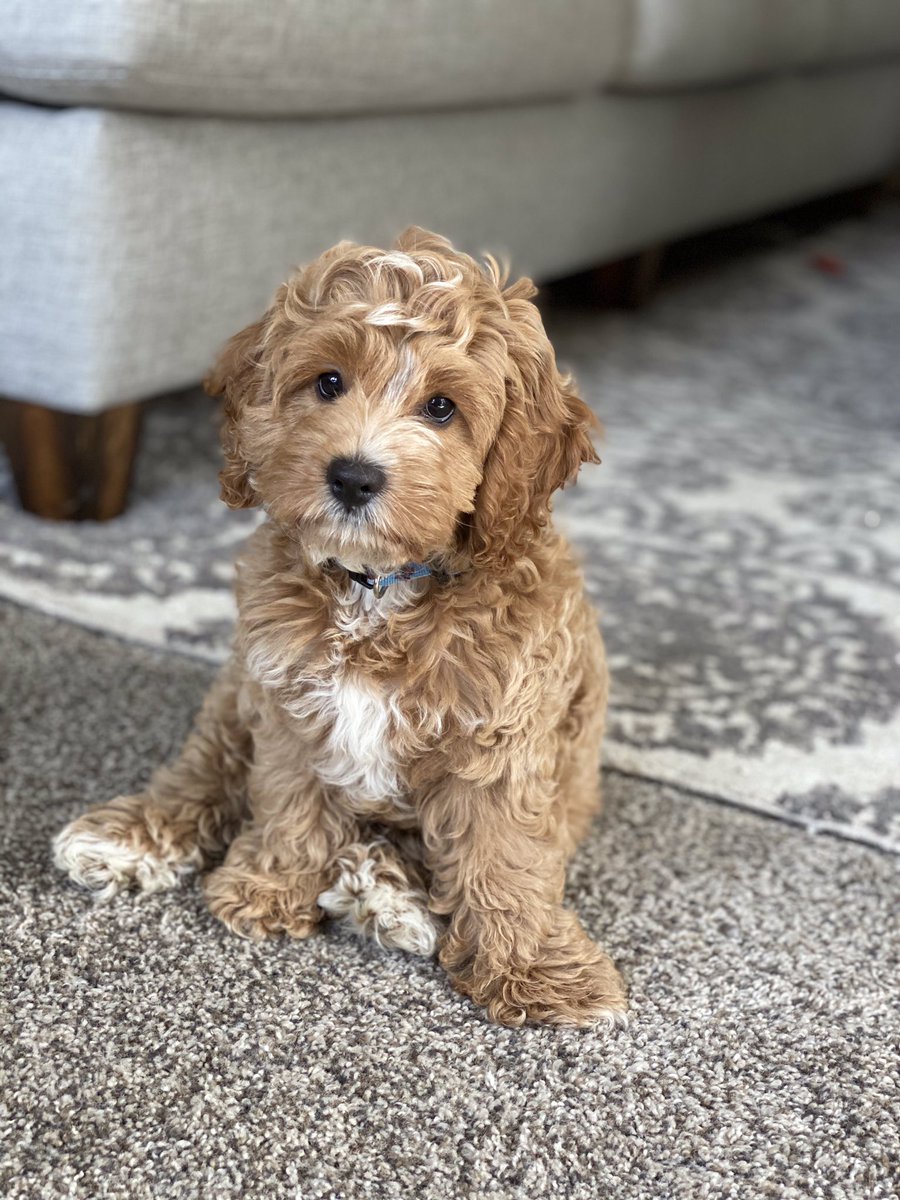 myrandajean13's tweet photo. I can’t stop taking pics of my puppy so imma just leave these here 🥺 https://t.co/yCRlipSktH