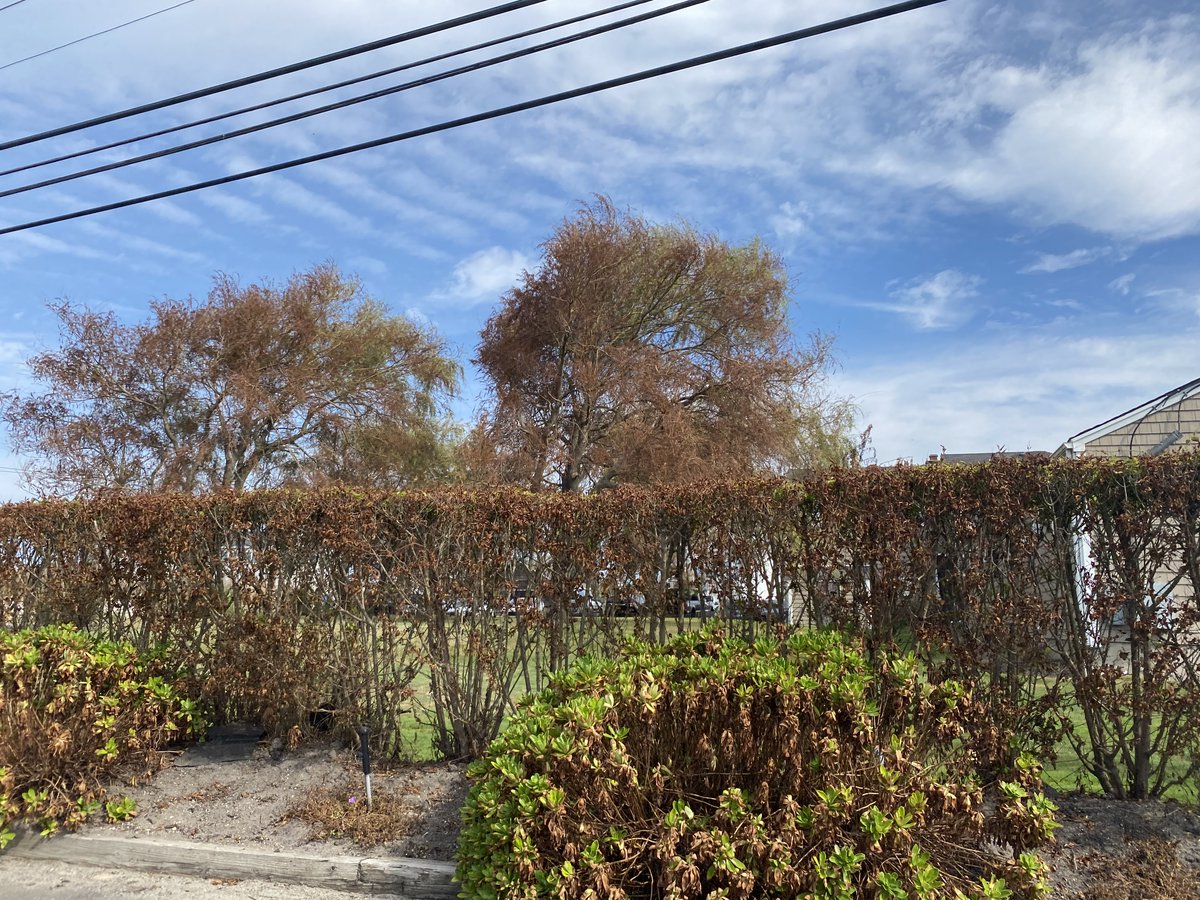 1/ We at the office have noticed an interesting phenomenon in the wake of Tropical Storm Isaias here on Long Island... A lot of the south side of exposed vegetation is withering while the north side of the same vegetation seems fine.