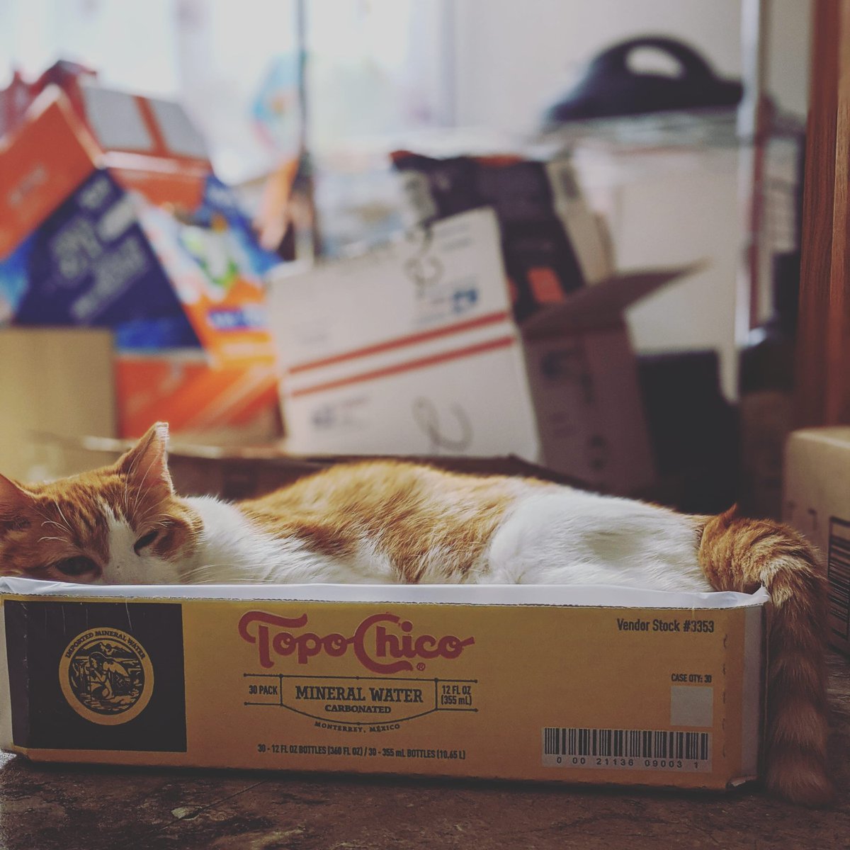 dkdj898's tweet photo. #Caturday makes me wish that I, too, could sleep in a giant Topo Chico box. https://t.co/2oZtudHrqD