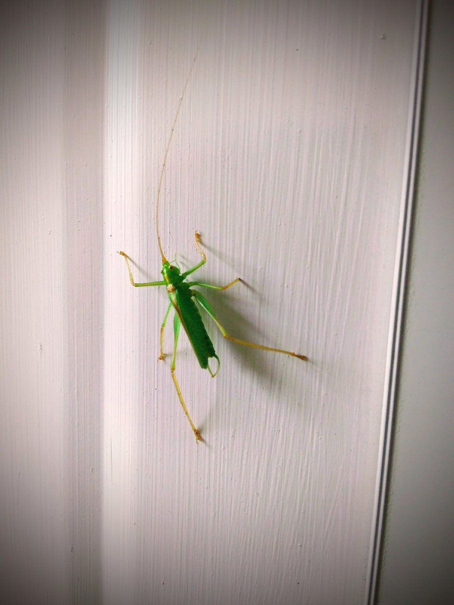 Beautiful insects #camping #bugs #insect #ny #eastcoast #nature #camp #vacation