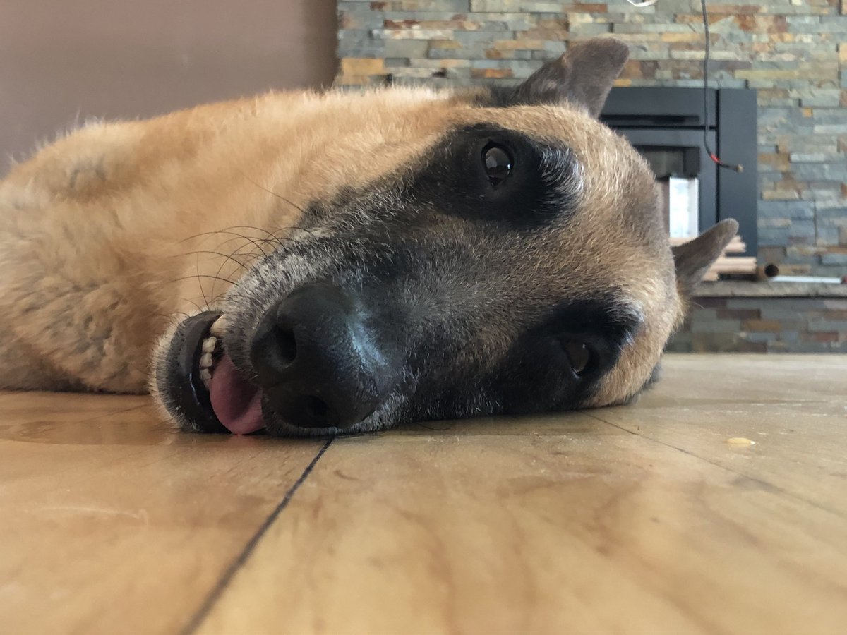 Tracey_80's tweet photo. Sammy’s first time on the redone floor. I think he approves #samdog #belgianmalinois #renos https://t.co/6TI7AWe39D