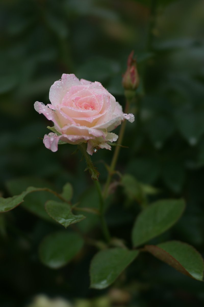 jerritama🐈🐟🐈 (@jerritama) on Twitter photo 