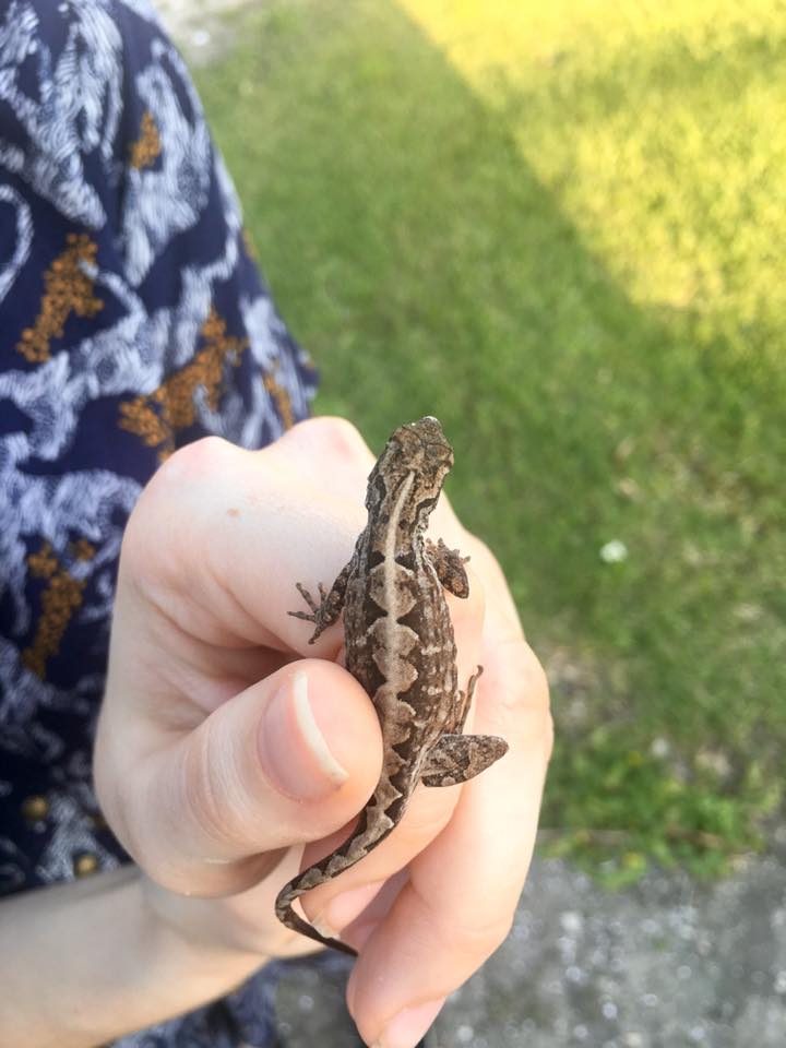 JennGribben's tweet photo. Also, I wanted to honor all my past and present scaly pets and species I've worked with! #WorldLizardDay 

2 rescues, 2 pets, and one study species in pics ☺️

#veiledchameleon #leopardgecko #easternfencelizard #greeniguana #iguanaiguana https://t.co/RFmlUy0Upg